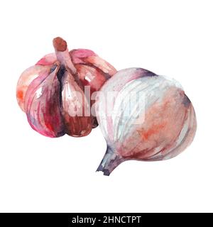 Handgezeichneter Knoblauch mit Wasserfarbe. Abbildung isoliert auf weißem Hintergrund. Stockfoto