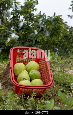 Guave im Obstgarten geerntet Stockfoto