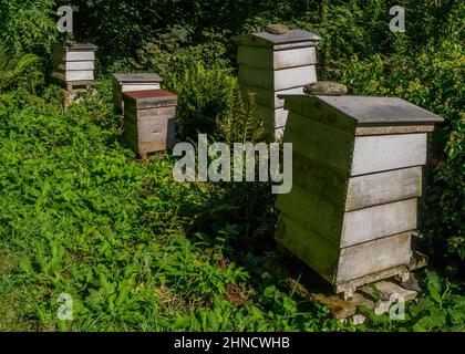 Die Gruppe der hölzernen Bienenstöcke in der Lichtung im Wald Stockfoto