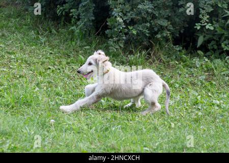 Der afghanische Hund rauft auf einem grünen Gras im Herbstpark. Östlicher Windhund oder persischer Windhund. Haustiere. Reinrassige Hündin. Stockfoto