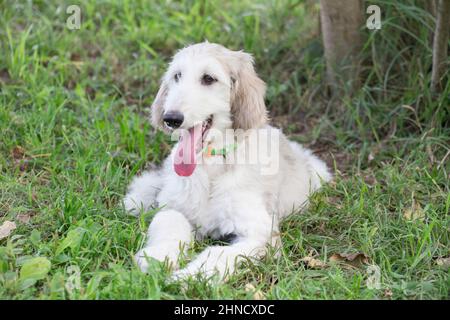 Der afghanische Hundewelpe liegt auf einem grünen Gras im Herbstpark. Östlicher Windhund oder persischer Windhund. Haustiere. Reinrassige Hündin. Stockfoto