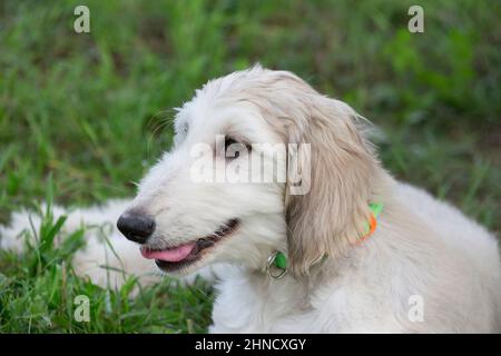 Auf einem grünen Gras im Herbstpark liegt ein süßer afghanischer Hundewelpe. Nahaufnahme. Östlicher Windhund oder persischer Windhund. Haustiere. Reinrassige Hündin. Stockfoto