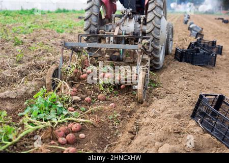 Kartoffelgräbermaschine, die auf dem Feld arbeitet und Kartoffeln während der Ernte vom Boden hebt Stockfoto