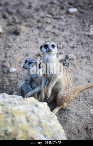 Erdmännchen-Familie ruhen auf Sand, wenn einer mit Interesse die Kamera anschaut Stockfoto