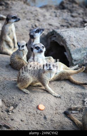 Erdmännchen-Familie ruhen auf Sand, wenn einer mit Interesse die Kamera anschaut Stockfoto