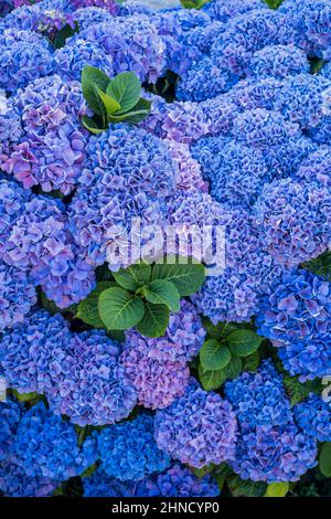 Von oben üppiger Busch mit einer Fülle von bunten blauen Hortensien Blumen mit grünen Blättern, die am Sommertag im Garten wachsen Stockfoto