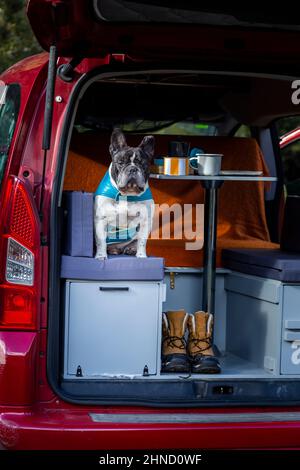 Nette französische Bulldogge, die am Sommertag in einem geöffneten roten Mini-Camper mit Tisch auf dem Land geparkt ist Stockfoto