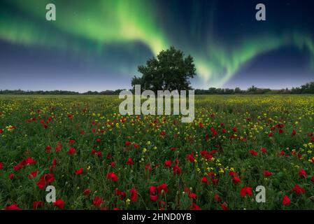Atemberaubende Landschaft aus leuchtend roten Mohnblumen und gelben Wildblumen, die auf einer grünen Wiese in der Nähe eines Baumes vor dem malerischen wolkenlosen Himmel mit auro wachsen Stockfoto