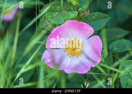 Von oben Nahaufnahme der farbenfrohen Rosa Canina Blume mit rosa Blütenblättern und Staubblättern, die im Garten auf verschwommenem Hintergrund wachsen Stockfoto