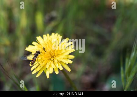 Von oben sammeln wilde Bienen Pollen auf blühendem, gelbem Dandelion, der am Sommertag auf verschwommenem Hintergrund im Wald wächst Stockfoto