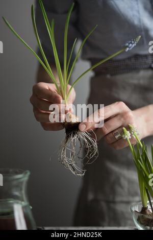 Crop gesichtslose weibliche Gärtnerin hält Glühbirnen von Hyazinthen Blumen beim Pflanzen Stockfoto