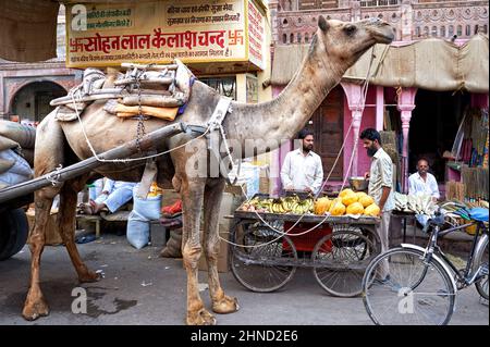 Indien, Rajasthan. Ein Kamel in den Straßen von Bikaner Stockfoto