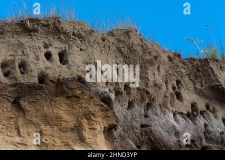 Schwalben auf den Klippen der Stadt Ahrenshoop auf der Ostseeinhalbinsel Darss in Deutschland im Sommer. Stockfoto