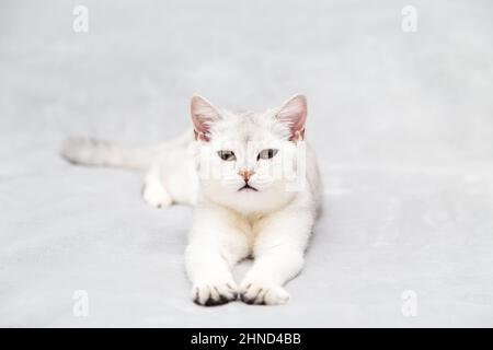Die Katze liegt zu Hause auf dem Bett. Britische Kurzhaar-Silberkatze. Stockfoto