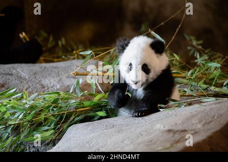 Das fünf Monate alte Panda-Junge frisst seine ersten Bambusblätter im Zoo Stockfoto