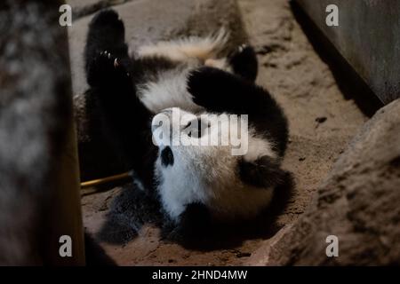 Süßes fünf Monate altes Panda-Junge, das in Gefangenschaft auf einem Felsen im Zoo spielt Stockfoto