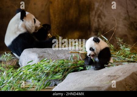 Das fünf Monate alte Panda-Junge frisst seine ersten Bambusblätter im Zoo Stockfoto