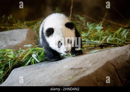 Das fünf Monate alte Panda-Junge frisst seine ersten Bambusblätter im Zoo Stockfoto