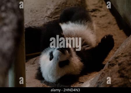 Süßes fünf Monate altes Panda-Junge, das in Gefangenschaft auf einem Felsen im Zoo spielt Stockfoto