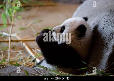 Das fünf Monate alte Panda-Junge frisst seine ersten Bambusblätter im Zoo Stockfoto