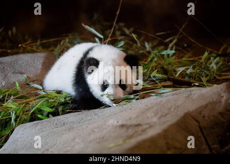 Das fünf Monate alte Panda-Junge frisst seine ersten Bambusblätter im Zoo Stockfoto