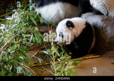 Das fünf Monate alte Panda-Junge frisst seine ersten Bambusblätter im Zoo Stockfoto