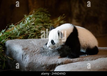 Süßes fünf Monate altes Panda-Junge, das auf einem Felsen im Zoo steht Stockfoto