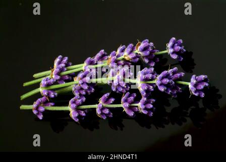 Echte Lavendel oder Schmalblättrige Lavendel, Lavandula angustifolia, Lavandula officinalis, alte Heilpflanze, die bei Unruhezuständen, Einschlafprobl Stockfoto