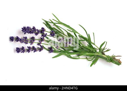 Echte Lavendel oder Schmalblättrige Lavendel, Lavandula angustifolia, Lavandula officinalis, alte Heilpflanze, die bei Unruhezuständen, Einschlafprobl Stockfoto