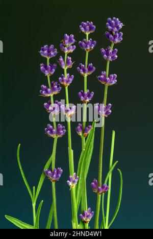 Echte Lavendel oder Schmalblättrige Lavendel, Lavandula angustifolia, Lavandula officinalis, alte Heilpflanze, die bei Unruhezuständen, Einschlafprobl Stockfoto