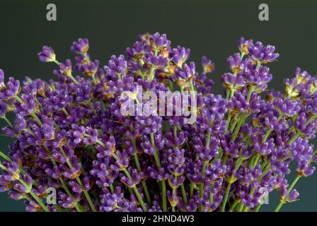 Echte Lavendel oder Schmalblättrige Lavendel, Lavandula angustifolia, Lavandula officinalis, alte Heilpflanze, die bei Unruhezuständen, Einschlafprobl Stockfoto