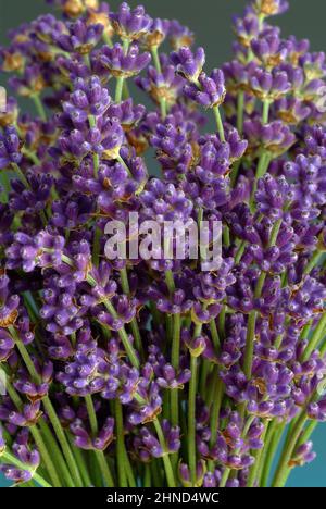 Echte Lavendel oder Schmalblättrige Lavendel, Lavandula angustifolia, Lavandula officinalis, alte Heilpflanze, die bei Unruhezuständen, Einschlafprobl Stockfoto