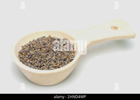 Echte Lavendel oder Schmalblättrige Lavendel, Lavandula angustifolia, Lavandula officinalis, alte Heilpflanze, die bei Unruhezuständen, Einschlafprobl Stockfoto