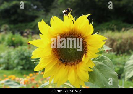 Sonnenblume mit Bienen und Hummel auf der Oberseite Stockfoto