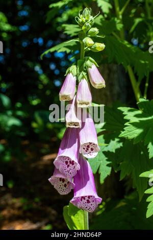 Rosa Fuchshandschuh Blume im Frühlingsgarten in St. Croix Falls, Wisconsin USA. Stockfoto
