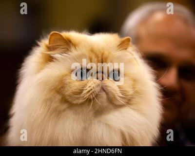 Langhaarige, persische, brachycepale, flach gesichtige Katze auf einer Cat Show. Stockfoto