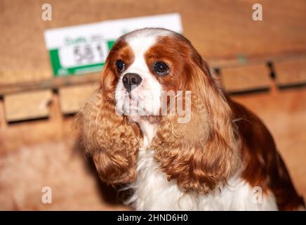 Cavalier King Charles Spaniel bei der Crufts Hundeausstellung Stockfoto