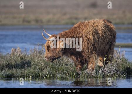 Vaches Highland dans les marais de la baie de Somme. Stockfoto