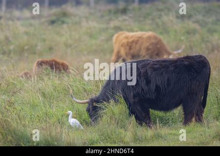 Vaches Highland dans les marais de la baie de Somme. Stockfoto