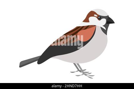 Sperling isoliert auf weißem Hintergrund EPS10 Stock Vektor