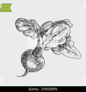 Beetroot vector drawing. Isolated hand drawn object. Vegetable engraved style illustration. Detailed vegetarian food sketch. Farm market product. Stock Vektor