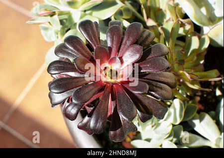 Sukulente Pflanze genannt Aeonium Schwartzkopf, allgemein bekannt als Schwarze Rose Stockfoto