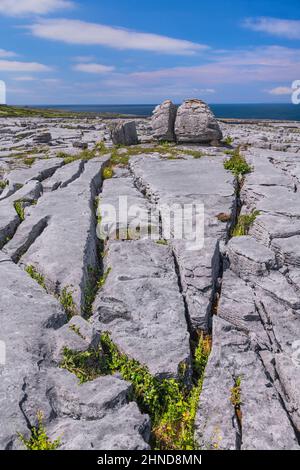Irland, die Grafschaft Clare, die Burren, Clint Blöcke aus Kalkstein und Gryke oder Grike Spalten, die zu einem Felsblock führen, der durch Erosion in zwei Teile geteilt wurde. Stockfoto