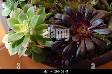 Getopftes Aeonium Kiwi und Schwartzkopf, auch bekannt als Schwarze Rose Stockfoto