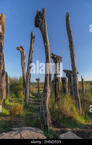 Irland, County Offaly, Lough Boora Discovery Park, im Abendlicht als Schwarzwald bekannt, Reste von 5000 Jahre alten schwarzen Eichen. Stockfoto