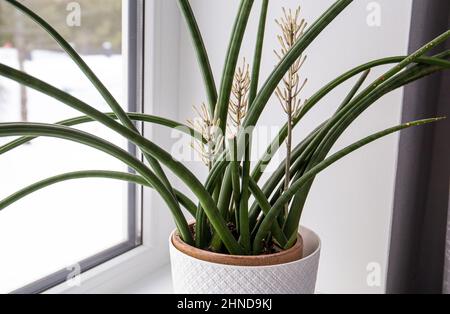 Dracaena angolensis, Sansevieria cylindrica auch als zylindrische Schlangenpflanze bekannt, afrikanischer Speer in voller Blüte auf der Fensterbank des Hauses. Stockfoto