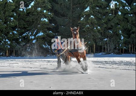 Volle Geschwindigkeit durch den Schnee. Ein Mann auf Skiern wird von ihm im vollen Galopp durch den Schnee gezogen Skijoring ist ein Wintersport, der seine Wurzeln in Scand hat Stockfoto