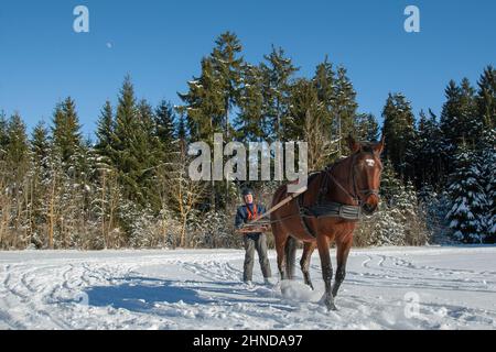 An einem schönen Wintertag wird ein Mann auf Skiern von seinem Pferd durch die wunderschöne weiße Winterlandschaft im Schwarzwald gezogen. Skijöring ist ein Wein Stockfoto