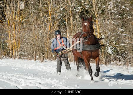 Skiing, Wintersport mit Pferd. Der Fahrer schiebt sein Pferd, um es schneller laufen zu lassen. Skijöring ist ein Wintersport, der seine Wurzeln in Skandinavien hat Stockfoto