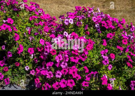 Purpurne Petunien, die im Frühling in Taylors Falls, Minnesota, USA, in einem Blumenbeet wachsen. Stockfoto